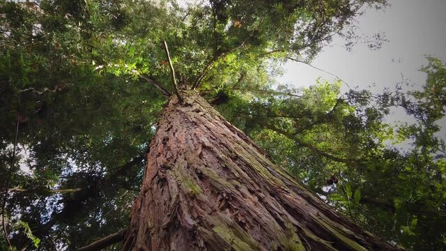 Looking up giant sequoia tree