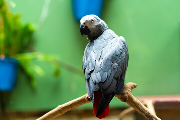 Congo African Grey Parrot in zoo close up