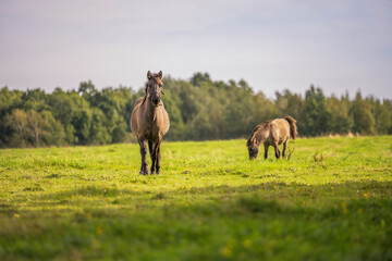 rodzina koni polski