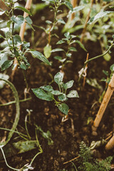 plantas de una huerta