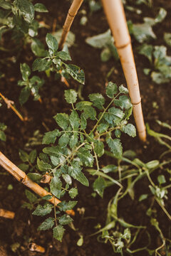 tomatera en una huerta