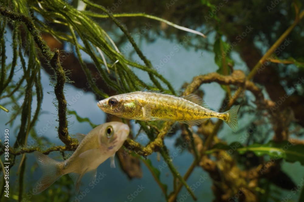 Wall mural ninespine stickleback, intelligent freshwater decorative wild fish lifts its spines showing territorial behavior, European temperate lake biotope aquarium, nature perfection concept