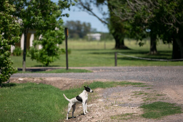 Obraz na płótnie Canvas perros en campo posando para la camara