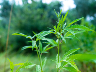 Green hemp bush in the forest. Hemp leaf close up