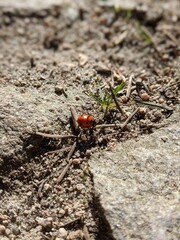 ant on a stone