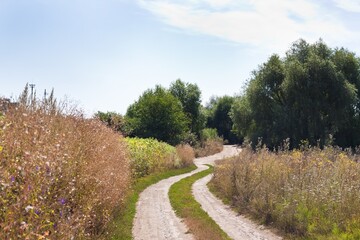 Fototapeta na wymiar narrow and winding countryside dirt road with tyre tracks, rich vegetation of weeds and willow trees, sunny summer day, rural landscape background