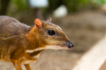 Kanchil is an amazing cute baby deer from the tropics. The mouse deer is one of the most unusual animals. Cloven-hoofed mouse