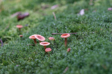 Brown wildlife mushrooms on a green moss leaves in a natural forest on a beautiful autumn day....