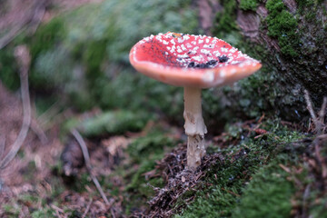 Red poisonous toxic red mushroom Fly Agaric fungus hallucinogenic Amanita Muskaria in a forest natural green environment full of moss and pines close-up with copy space