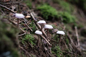 Stack of little white mushrooms in European forest green woods environment horizontal close-up with...