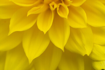 yellow Dahlia flower, close-up petals, background