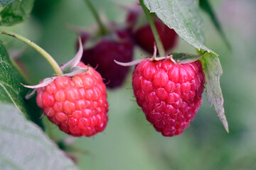 Ripening raspberries close-up