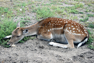 Naklejka na ściany i meble Roe deer lying on the ground during rest