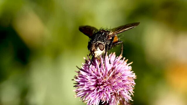 Mouche sur fleur.