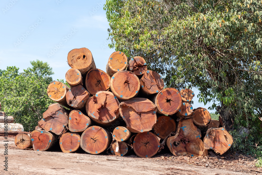 Wall mural Stack of logs extracted from an area of ​​Brazilian Amazon rainforest.