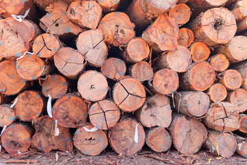 Stack of logs extracted from an area of ​​Brazilian Amazon rainforest.
