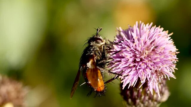 Mouche sur fleur.