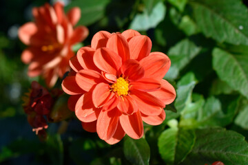 Bright autumn flower close-up