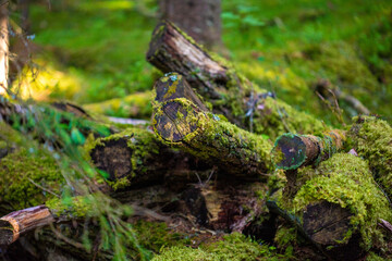 Moss on tree logs