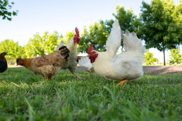 Gallinas y gallos juntos a la par