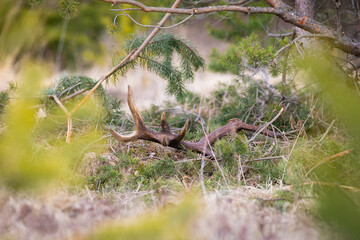 Shed from red deer, cervus elaphus, stag laying on the ground hidden between trees. Look through branches on a hiding antler dropped from male mammal.