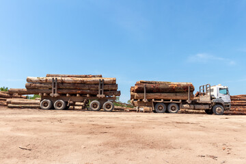 Two trailer truck (road train) loaded with wood logs extracted from an area of brazilian Amazon...