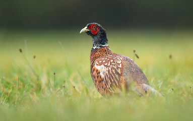 Ringneck Pheasant (Phasianus colchicus) male