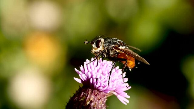 Mouche sur fleur.