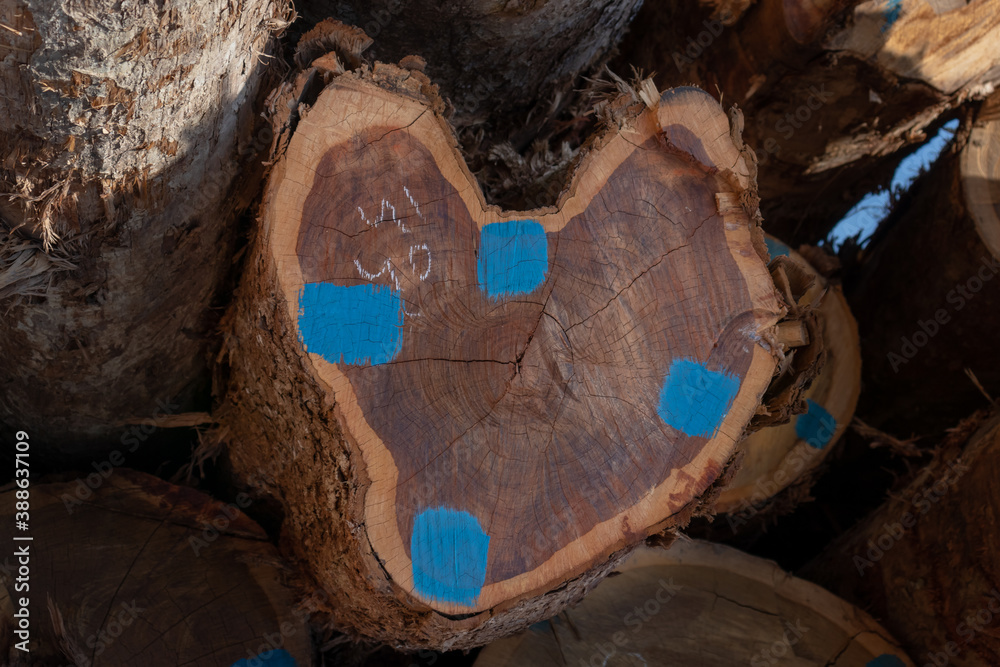 Wall mural Cross section of a log with a heart-shaped face.