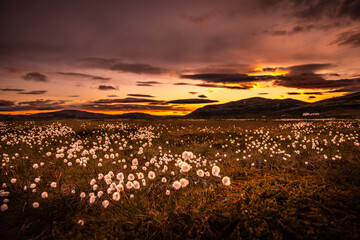 Cottongras in sunset