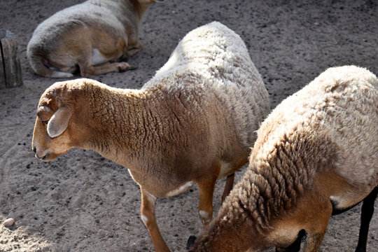 Close-up photos of sheep
