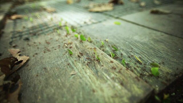 Leafcutter Ants Walking Across Wooden Boardwalk In Jungle. Close Up, Follow Shot