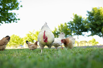 Gallinas y gallos juntos a la par