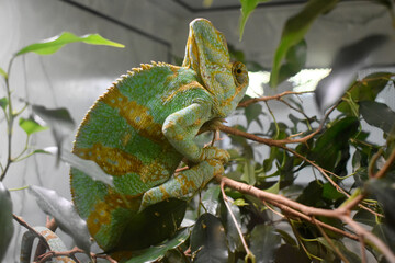 Photo of a chameleon living in captivity