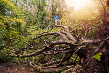 Man in blue jacket on a big fallen tree in a forest park. Barna woods, Galway city, Ireland