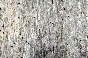Fototapeta premium Photo of a pest-eaten wooden board
