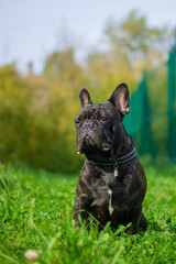 French bulldog bully