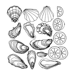 set of oysters in the shell, scallops, lemon, delicious seafood, menu decoration, vector illustration with black contour ink lines isolated on a white background in a doodle & hand drawn style