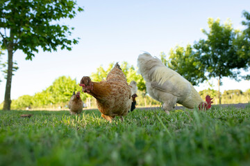 Gallinas y gallos juntos a la par
