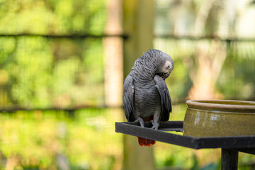 Obraz premium A gray parrot redtail jako cleans feathers near a feeding trough. Psittacus erithacus