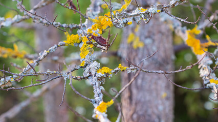 Xanthoria parietina ( common orange lichen, yellow scale, maritime sunburst lichen and shore lichen ) on the branch of tree. Selective focus, close up on blurred background, nobody.