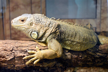 Photo of an iguana living in a terrarium