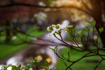 Dogwood tree blossom in spring