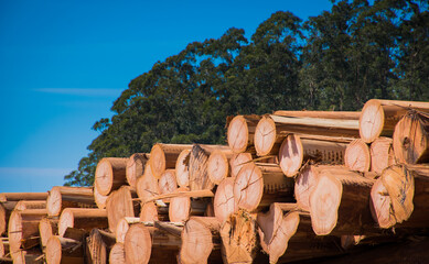 Wood Pile Timber Logs © Gustavo
