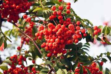 Bright berries of mountain ash