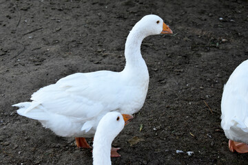 Photo of white geese