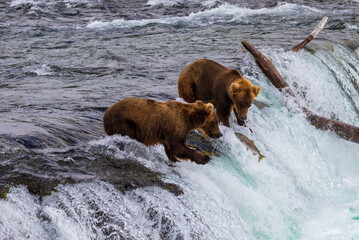 Competition between brown bears (Grizzly bears) above waterfall to catch a jumping fish (sockeye red salmon) during salmon migration at Brooks Falls in Katmai National Park in Alaska