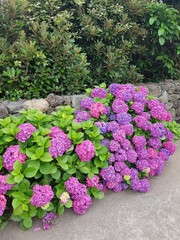 flowers in the garden