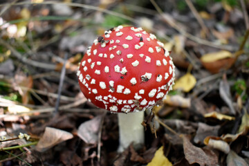 Photo of a beautiful young fly agaric