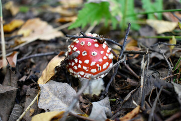 Young fly agaric that broke out of the ground